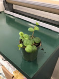 Peperomia Hope