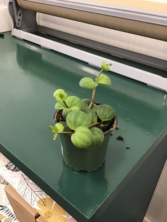 Peperomia Hope