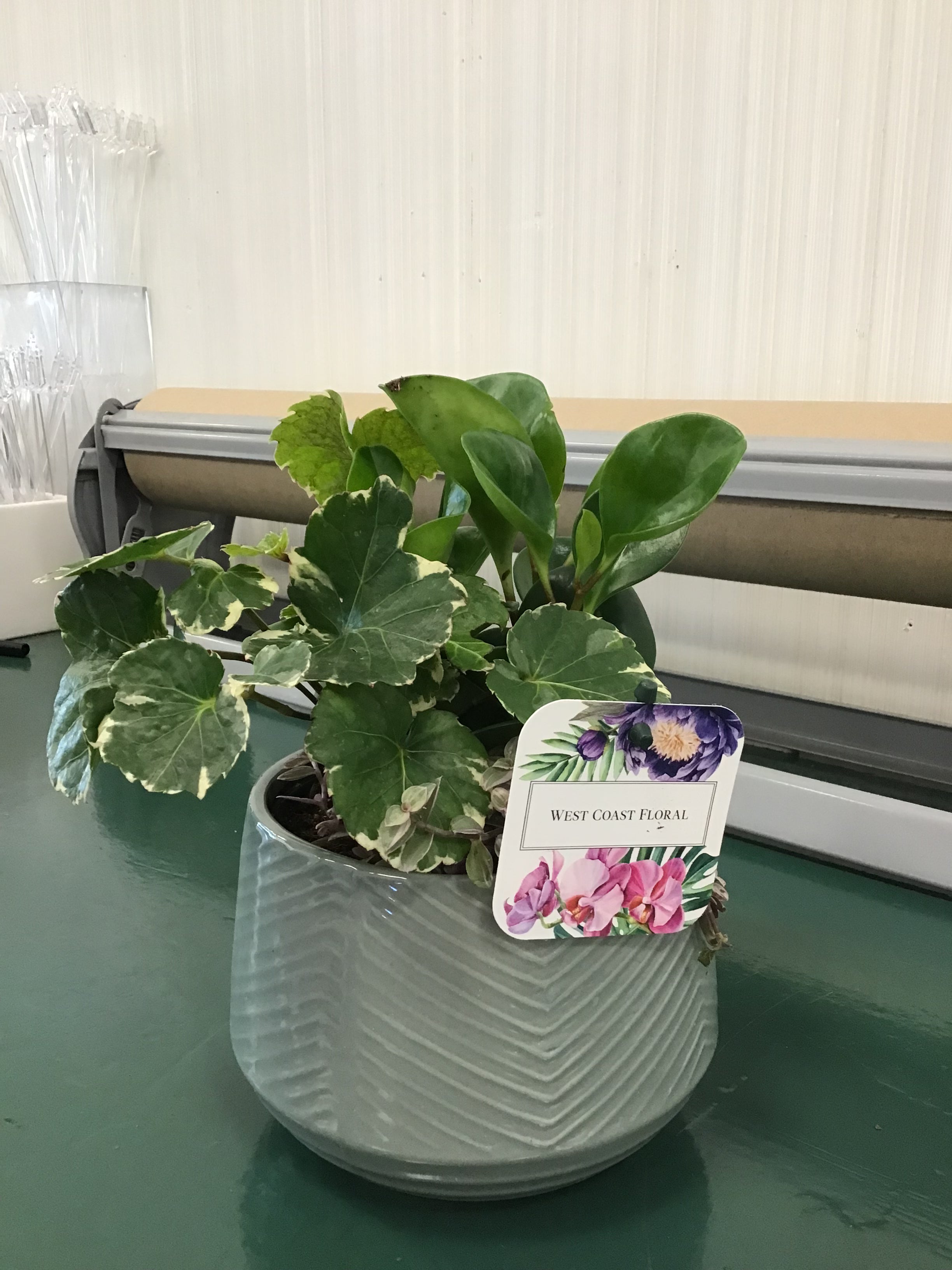 5” Tropical Garden, assorted