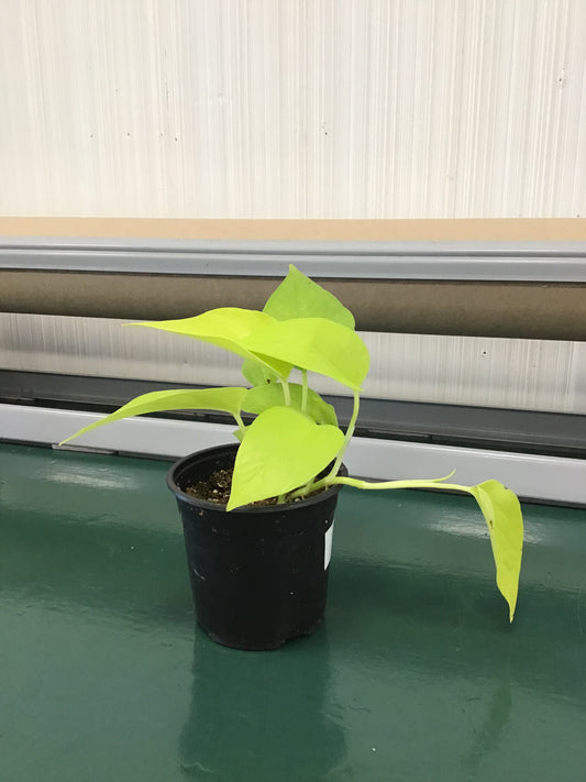 Neon Pothos