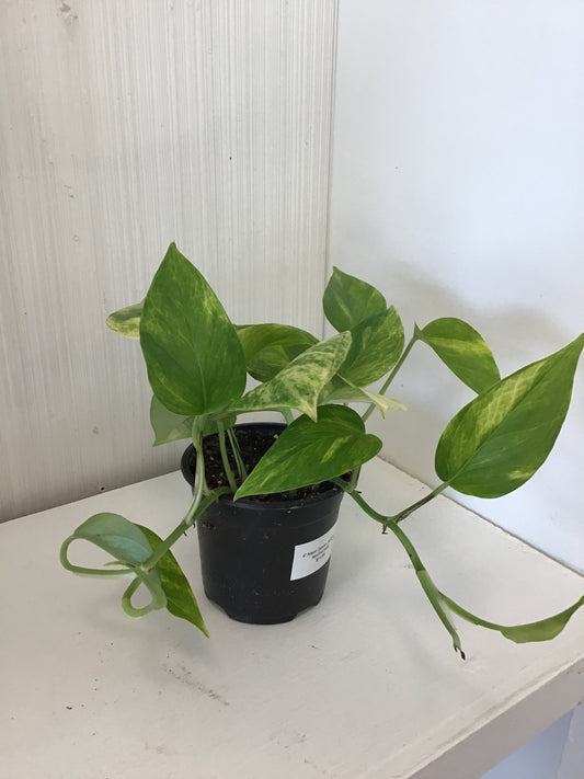 Neon Queen Pothos