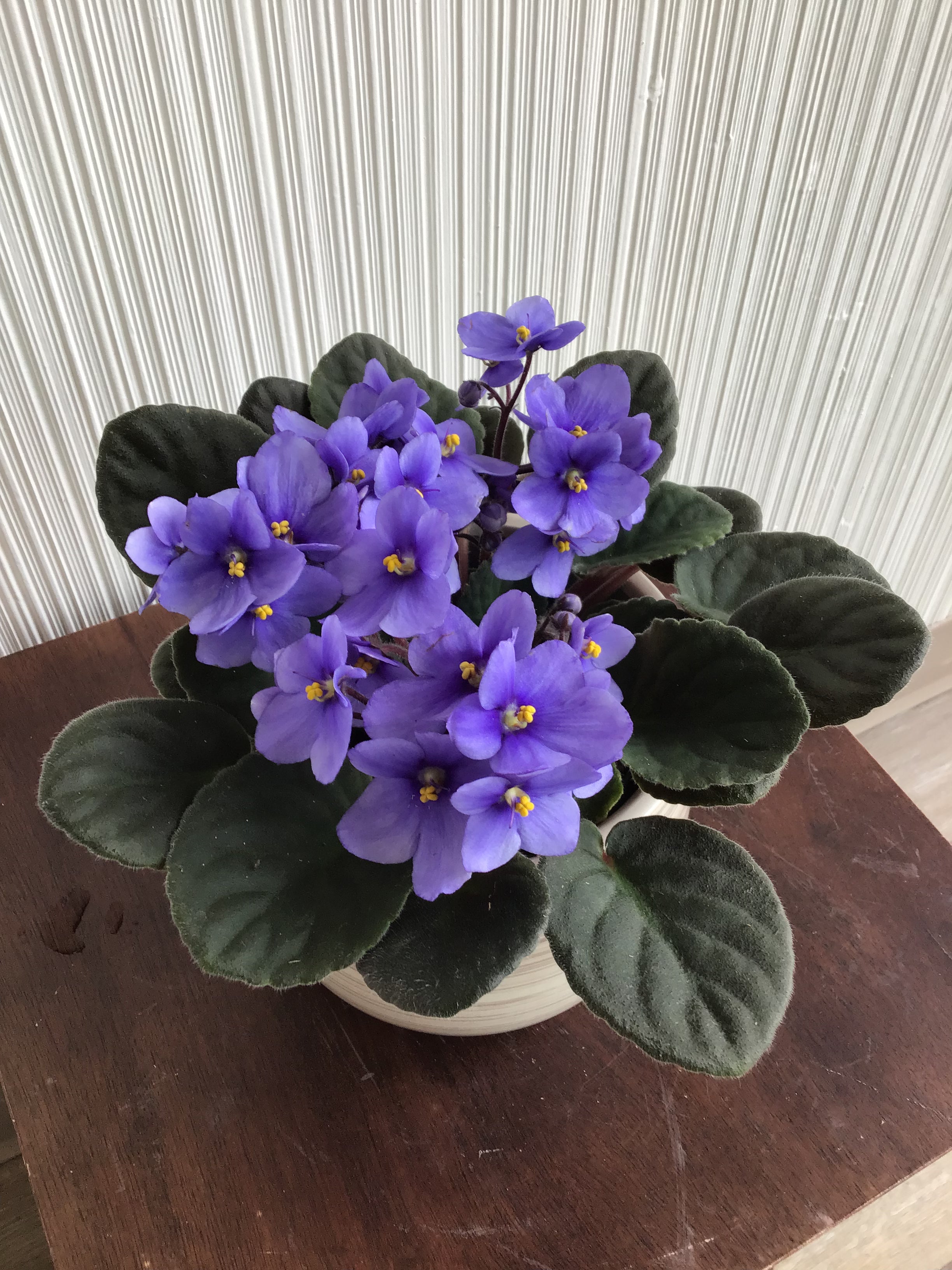 4” African Violet, assorted