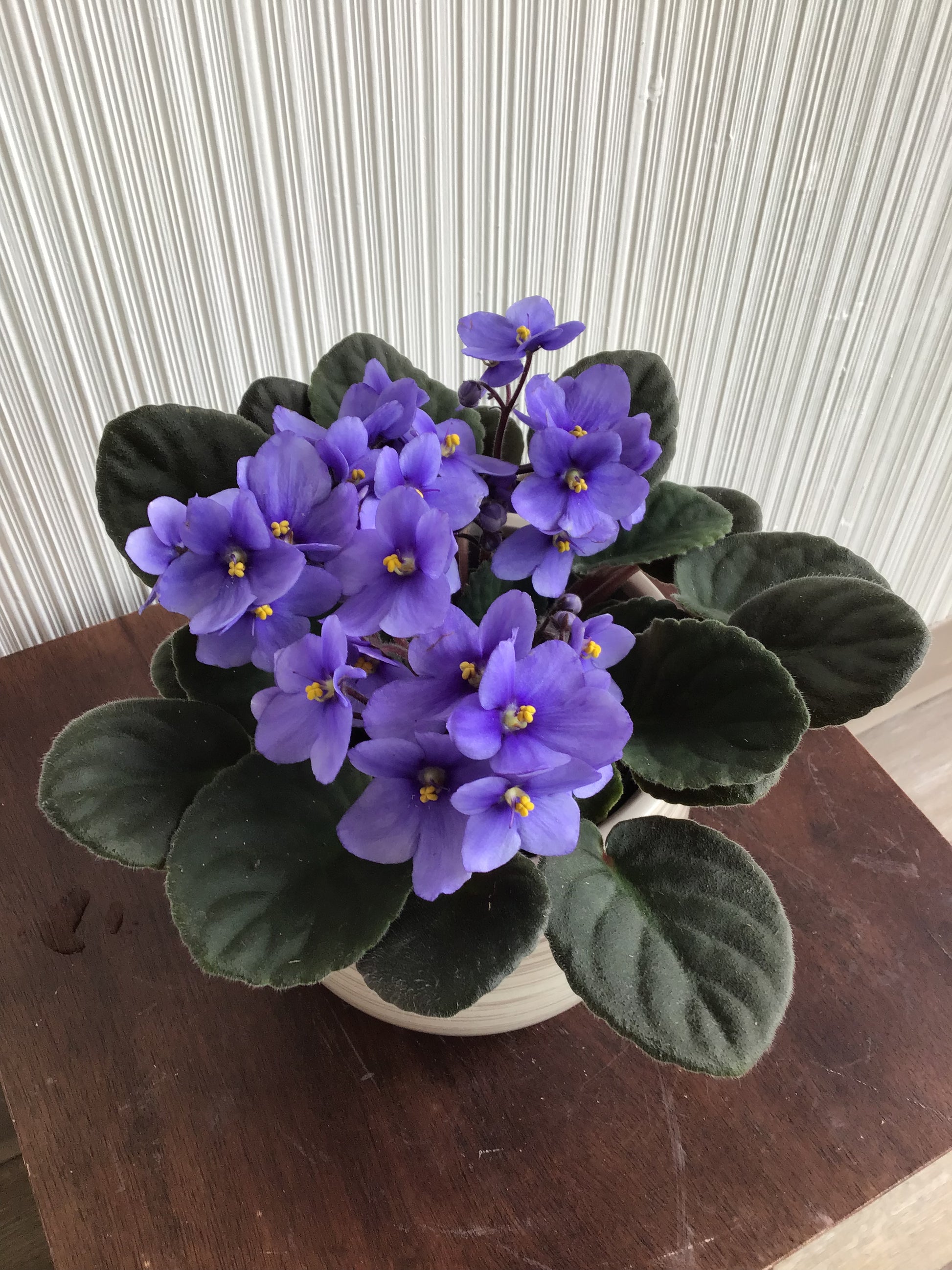 4” African Violet, assorted wildflower.florist.sk