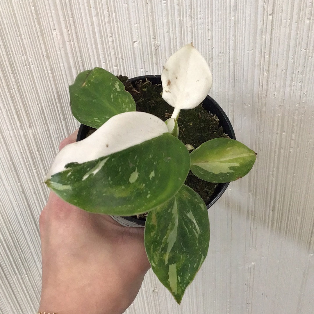 4” White Knight Philodendron