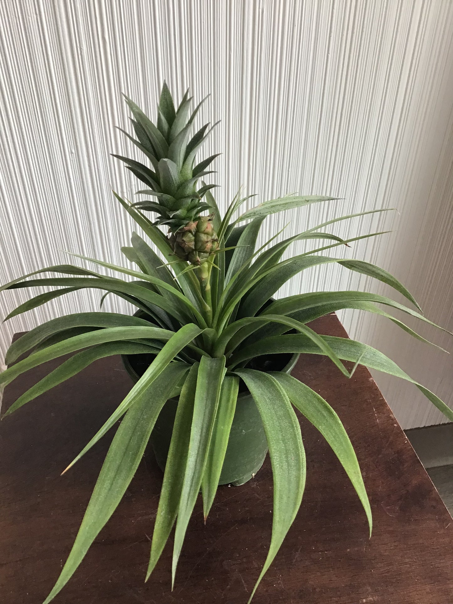 5” Pineapple Plant