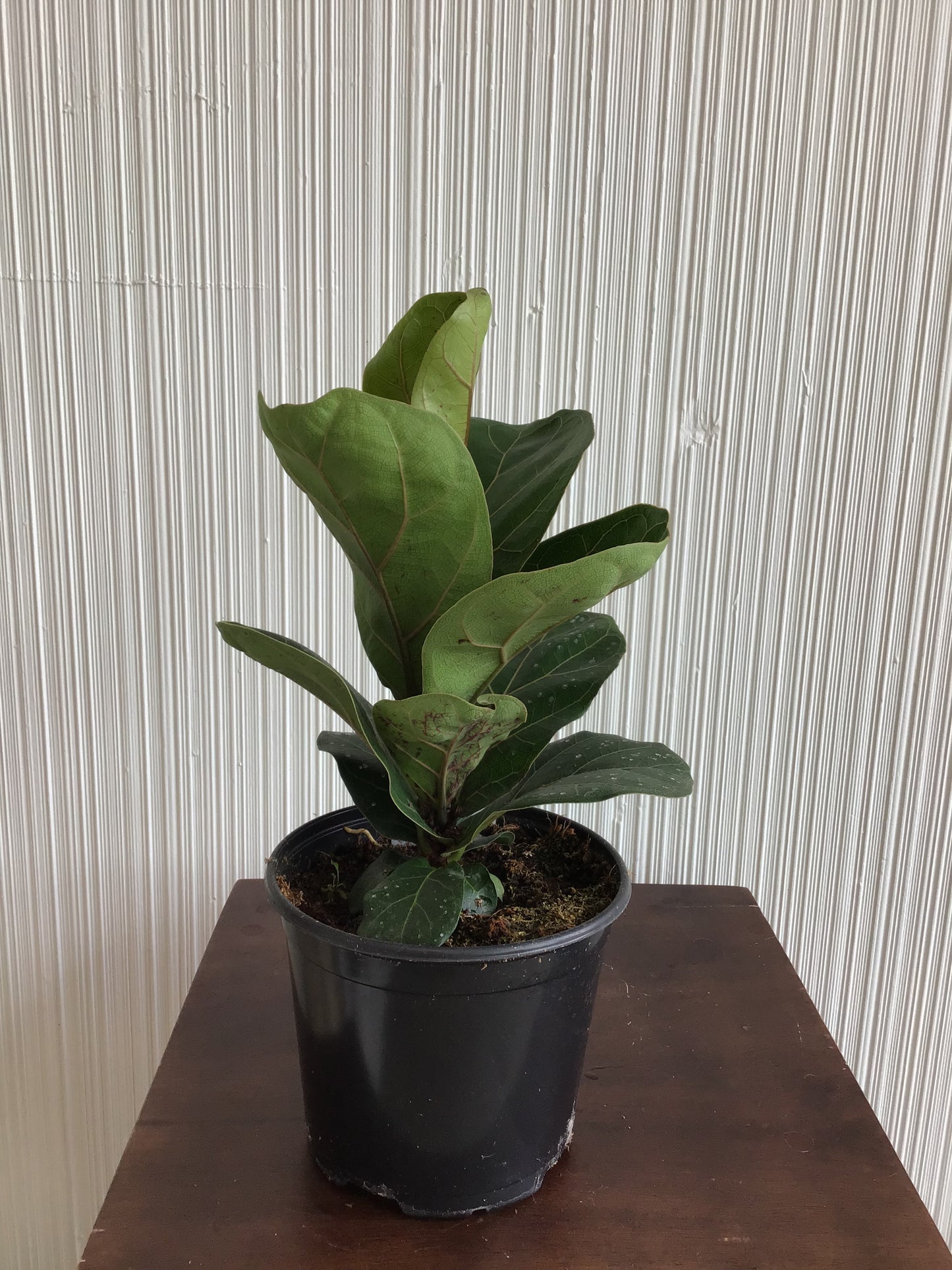 6” Ficus Lyrata (Green)