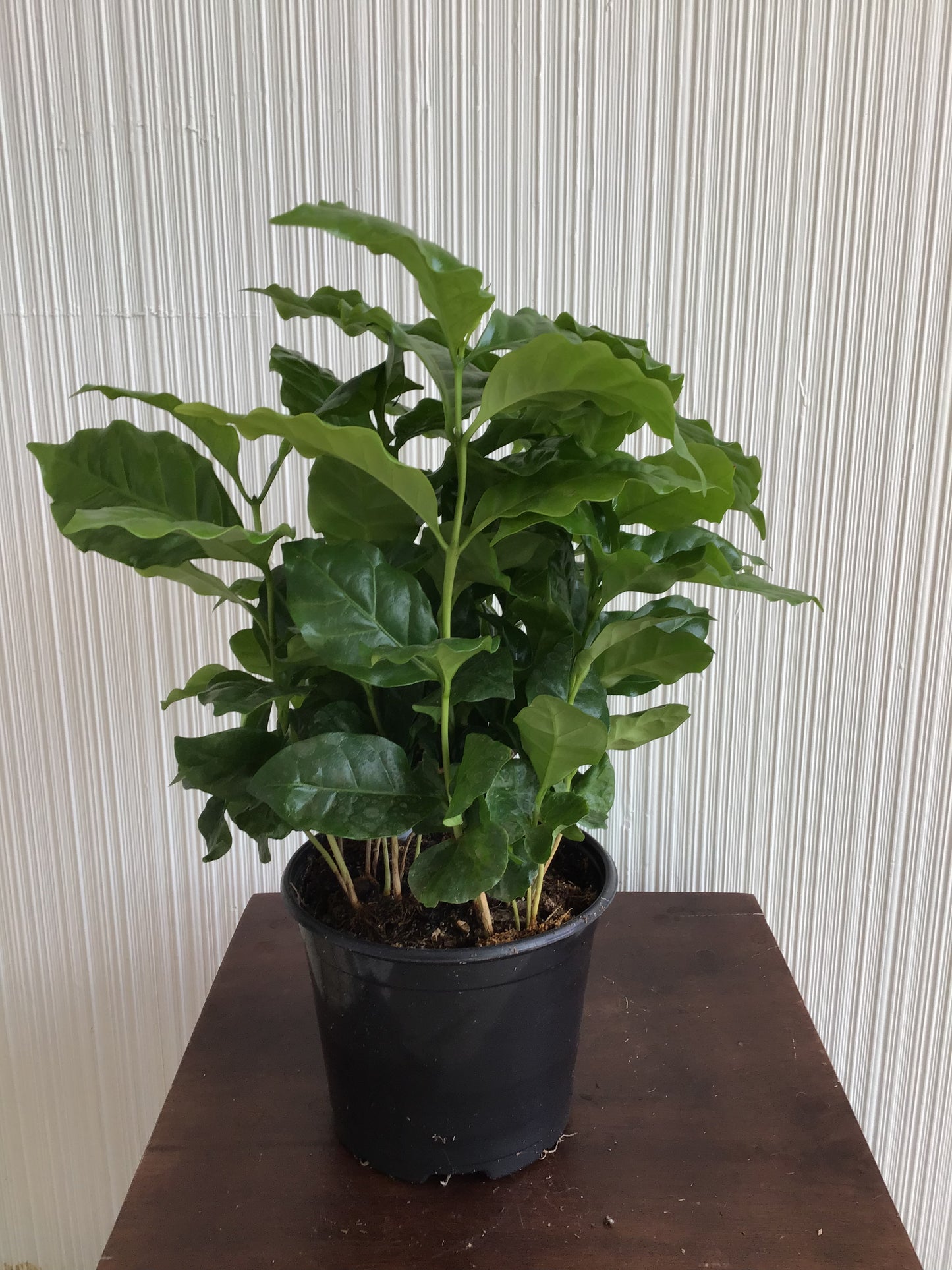 6” Coffee Plant