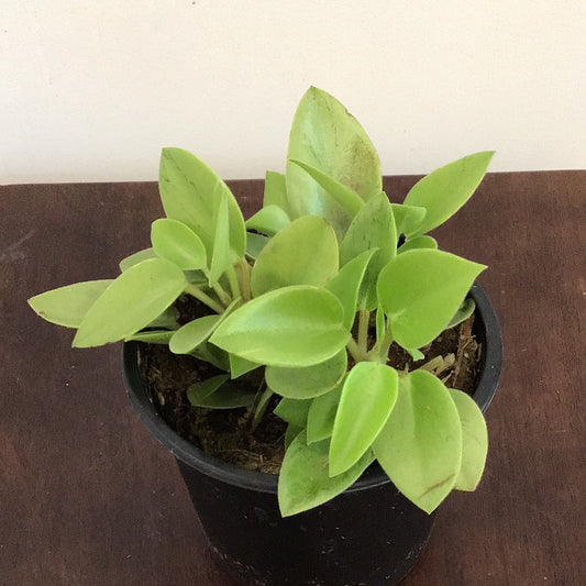 4” Peperomia Pixie