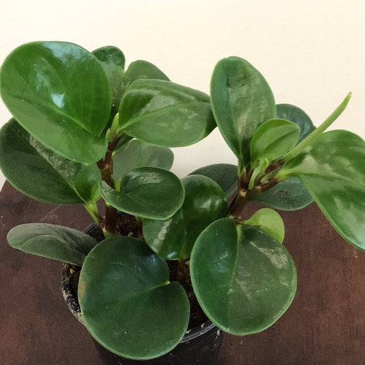 4” Peperomia Green