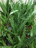 4” Aloe Vera