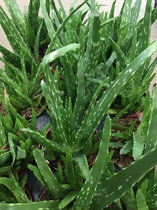 4” Aloe Vera