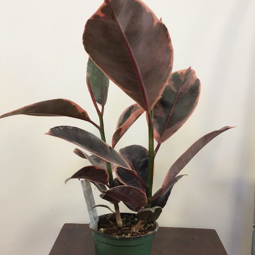 Ficus Ruby