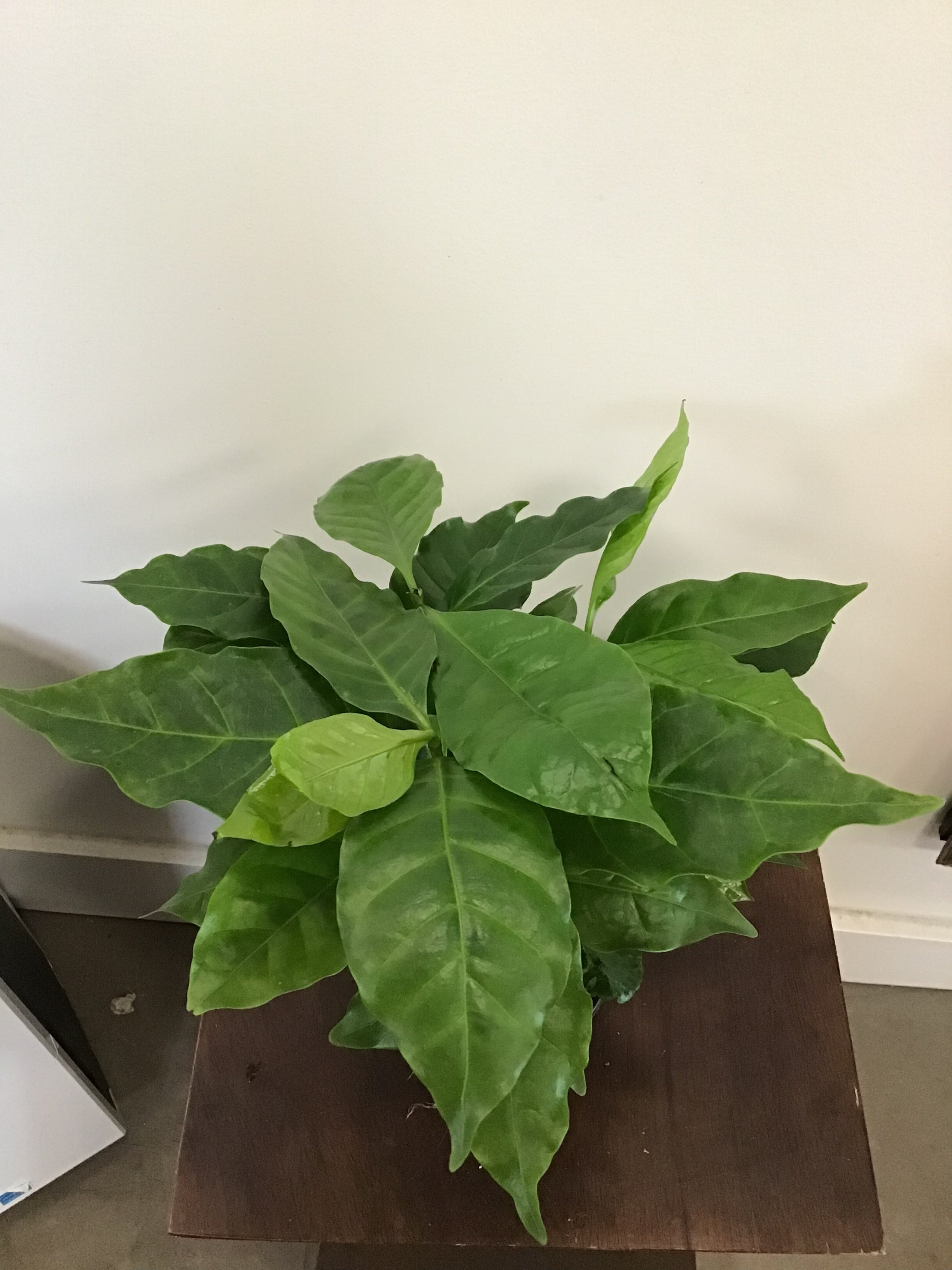 Coffee Plant