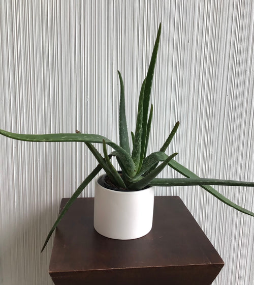 4” Aloe Vera