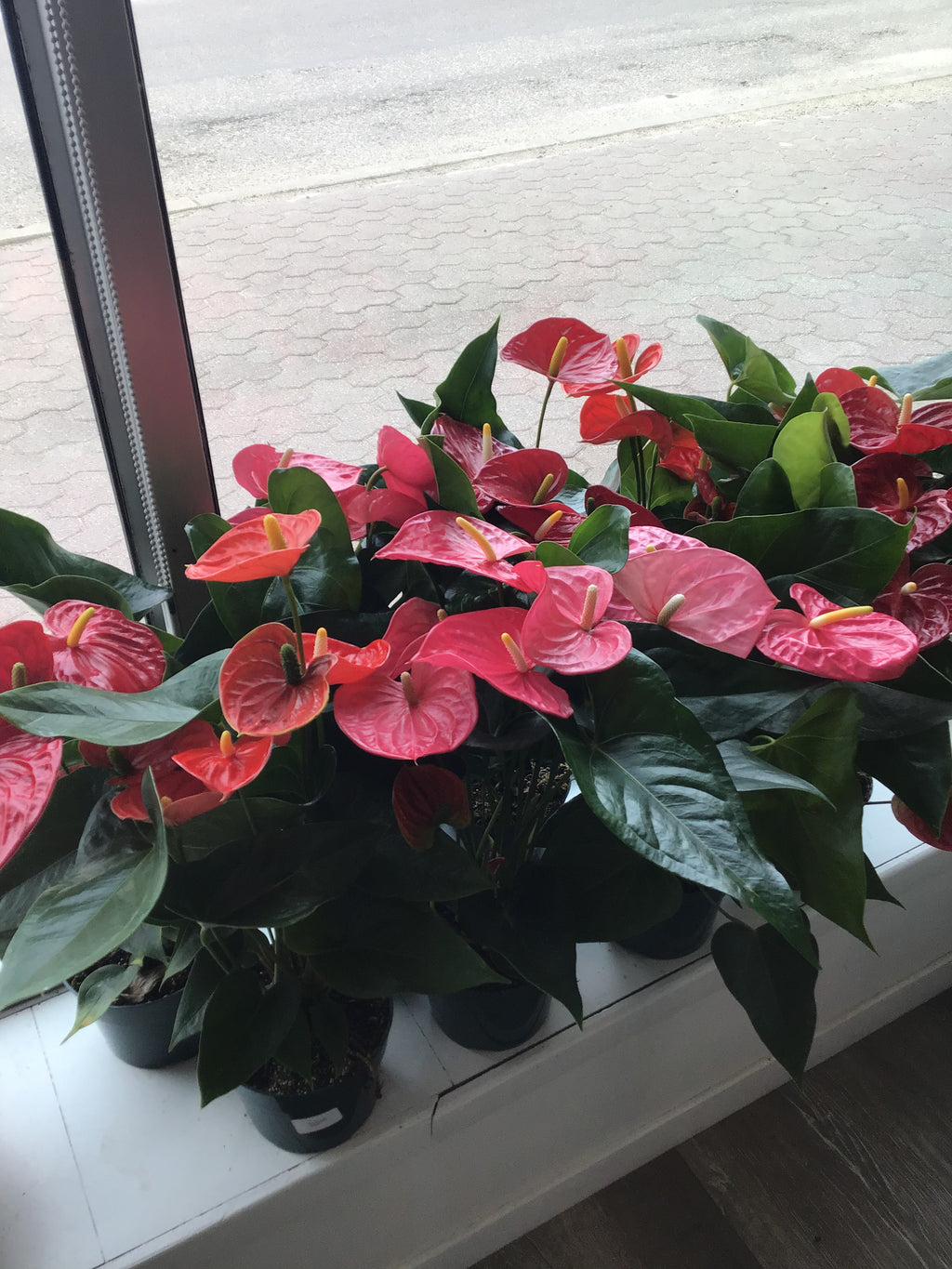 Anthurium