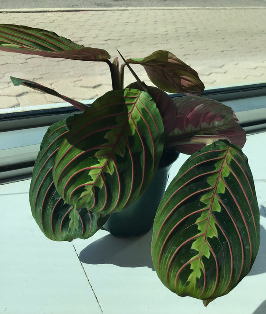 4” Red Prayer Plant (Maranta)
