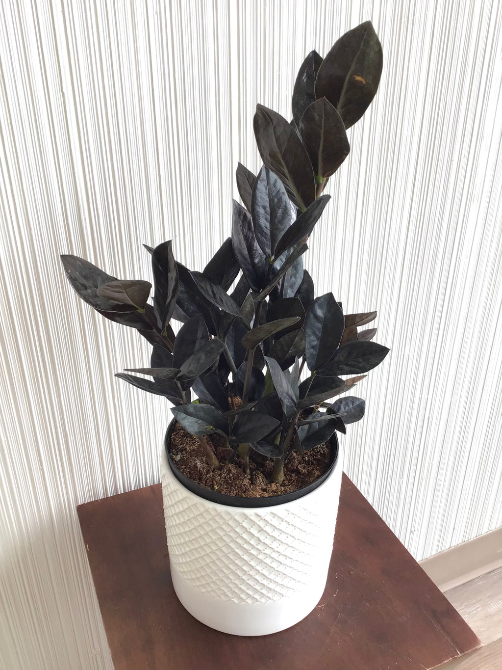 Black Raven ZZ Plant