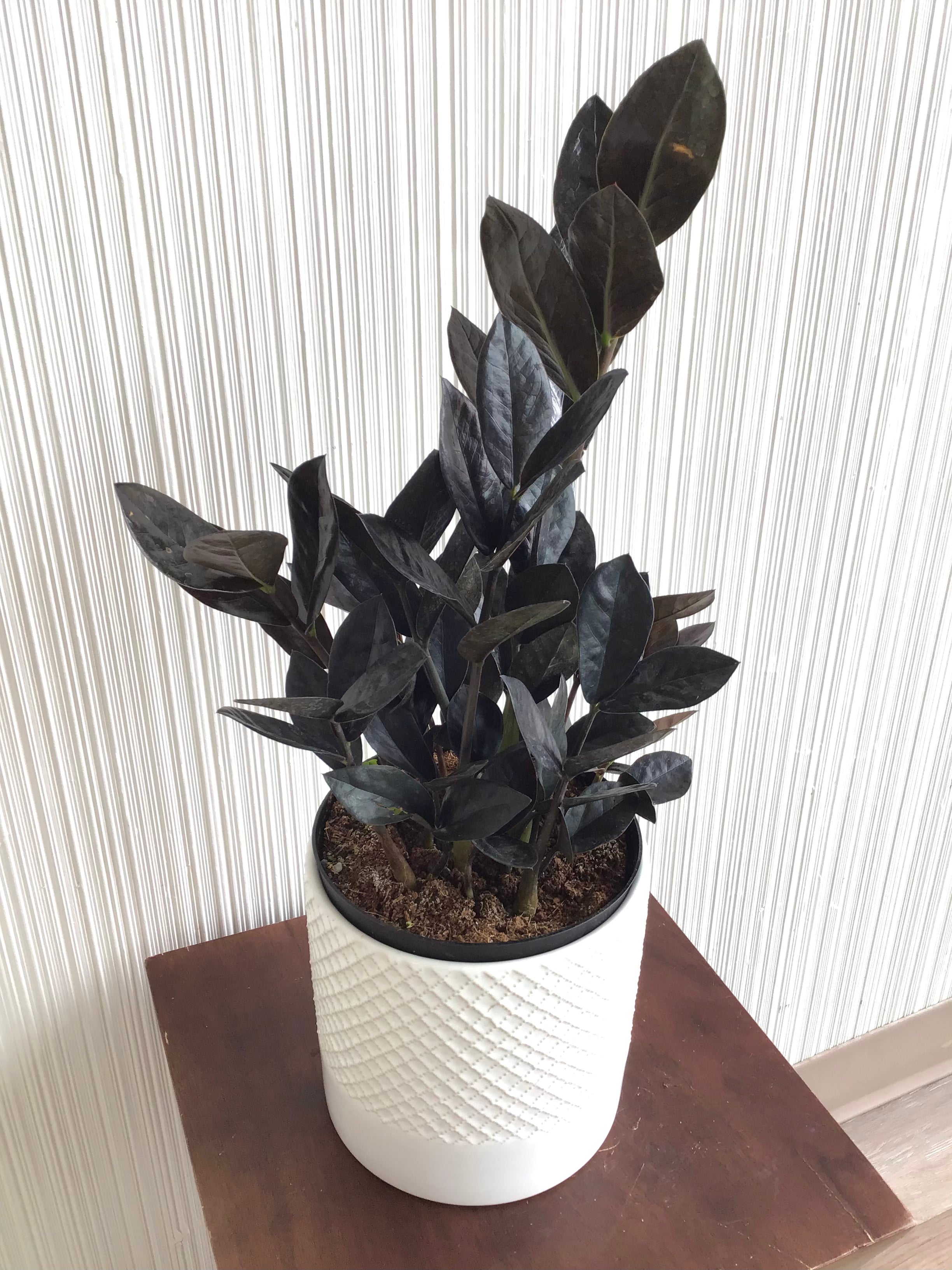 Black Raven ZZ Plant