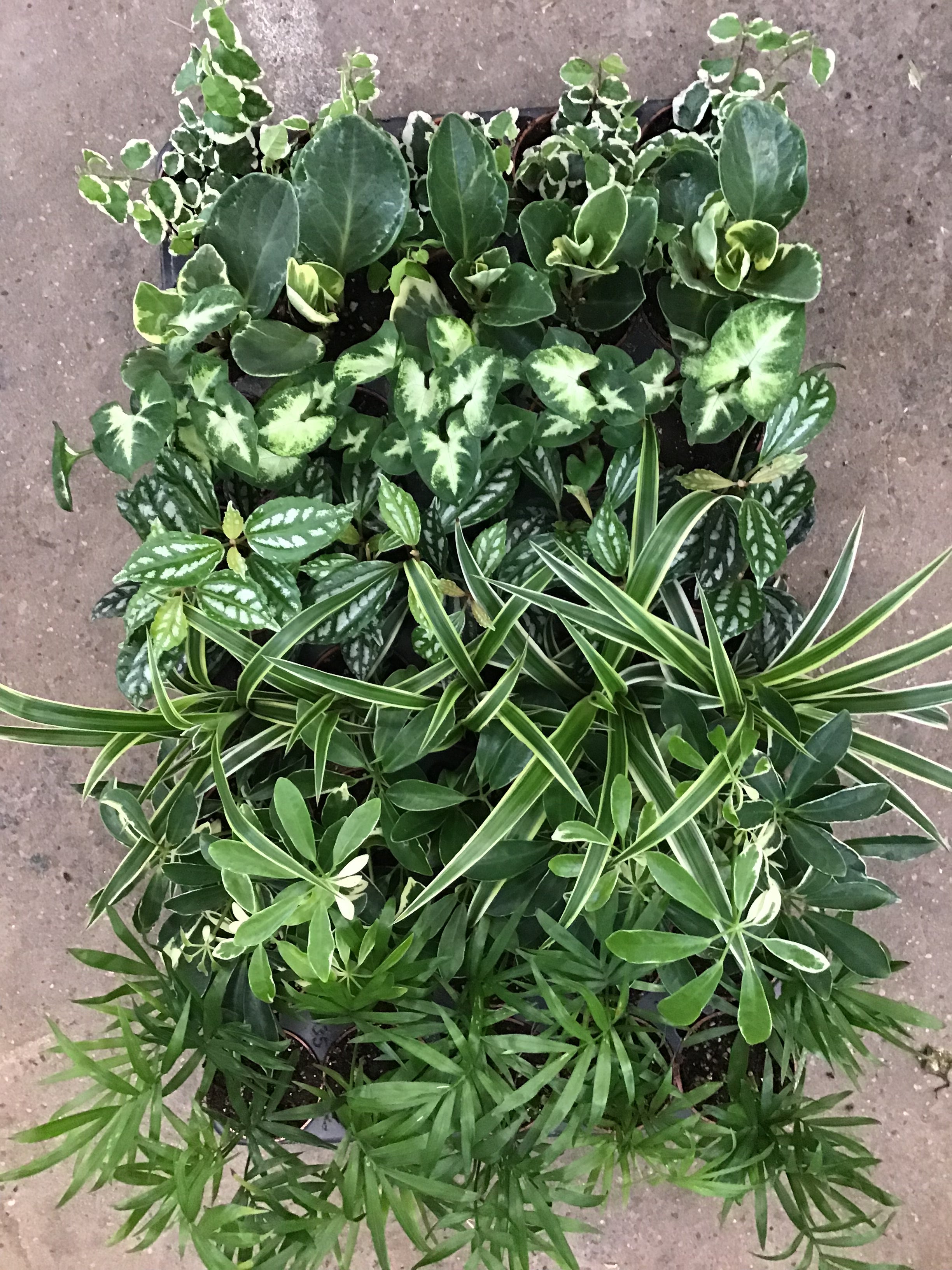 2” Assorted Tropicals