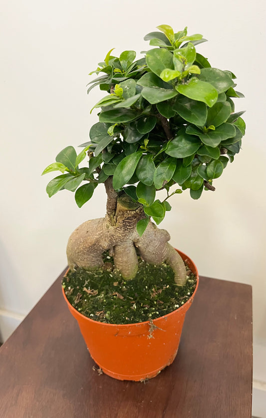 6” Ficus Bonsai