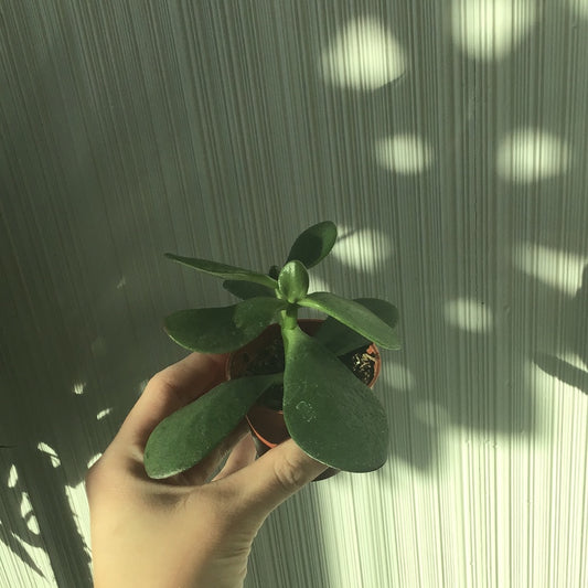 2.5” Succulents