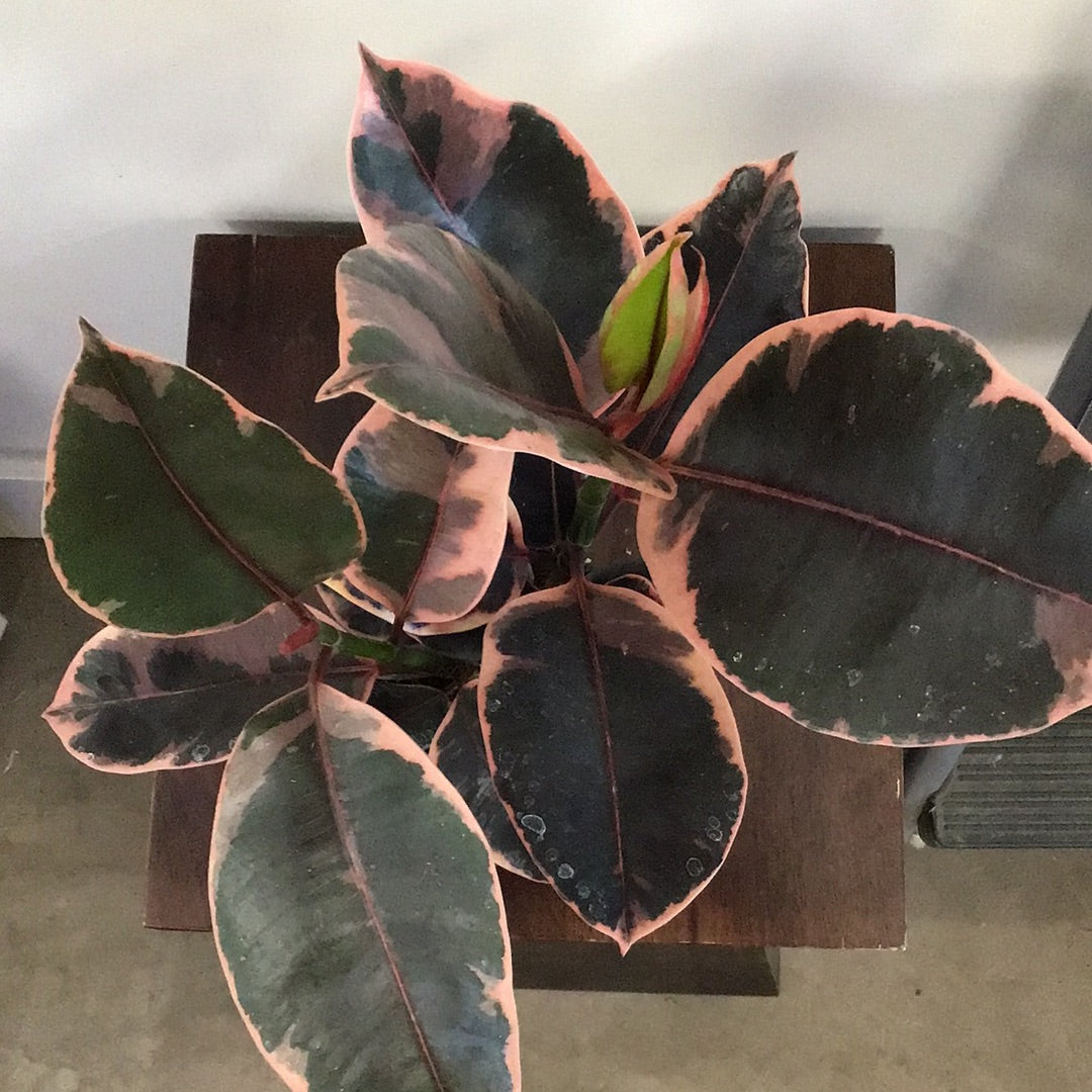 Ficus Ruby