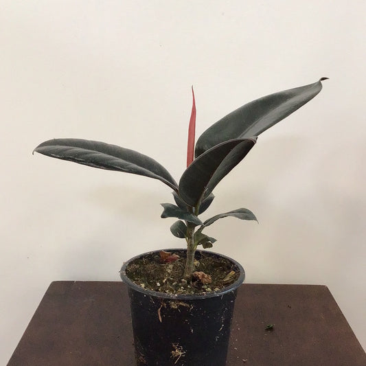 Ficus Burgundy