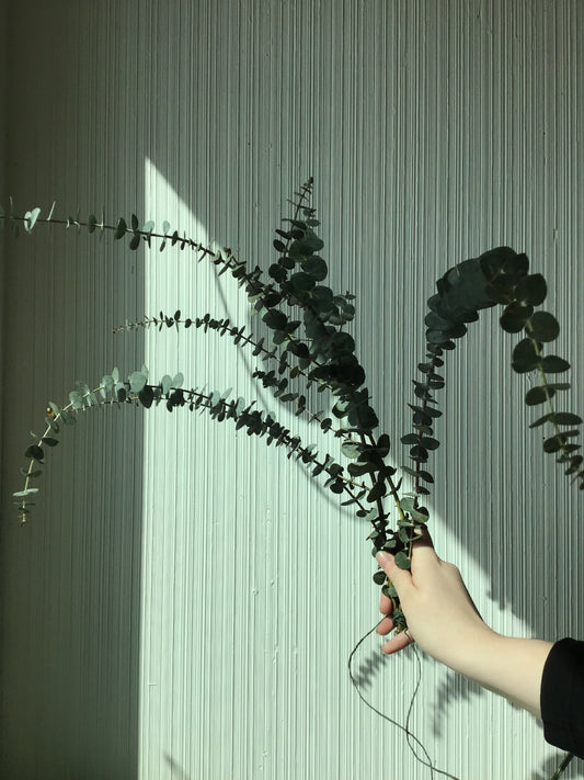 Eucalyptus Shower Bunch