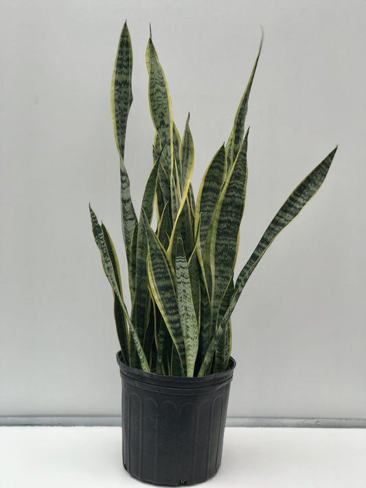 Snake Plants