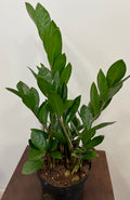 ZZ Green