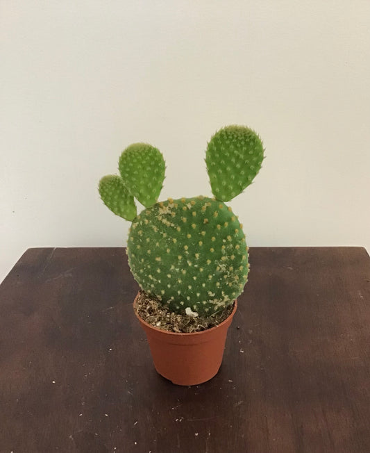 2.5” Prickly Pear Cactus
