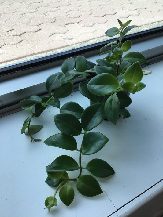 Lipstick Plant