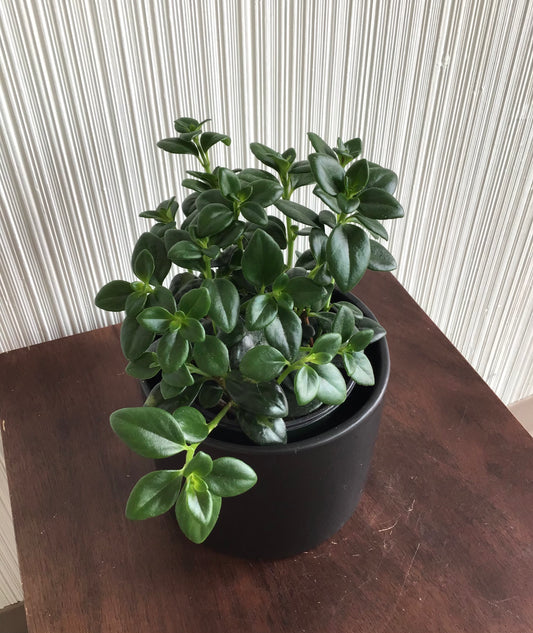 Goldfish Plant