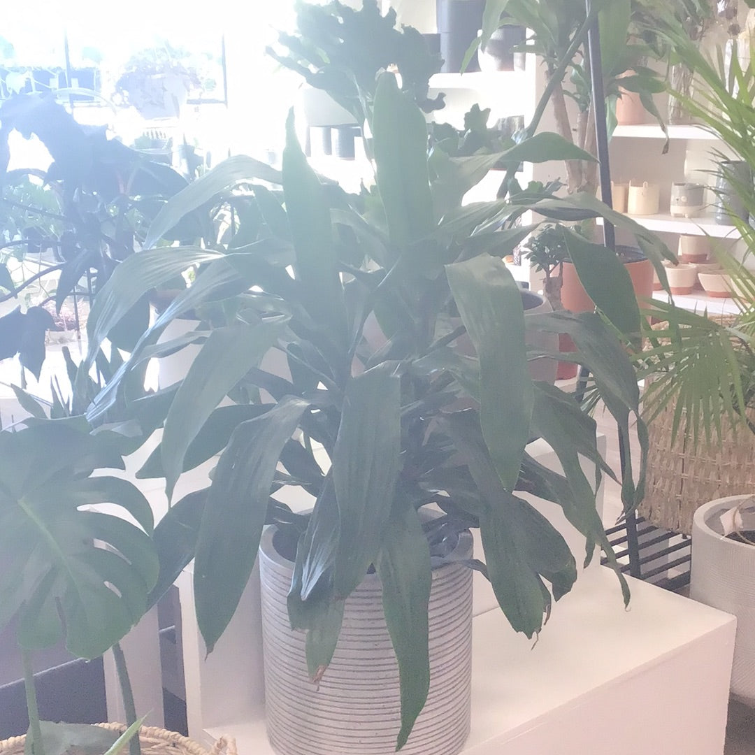 Corn Dracaena
