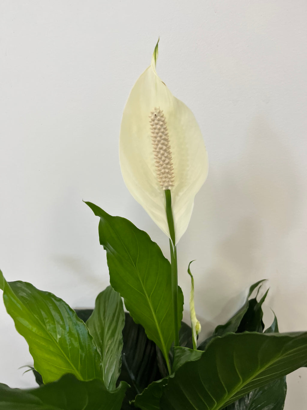 Peace Lily