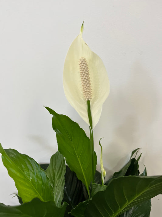 Peace Lily
