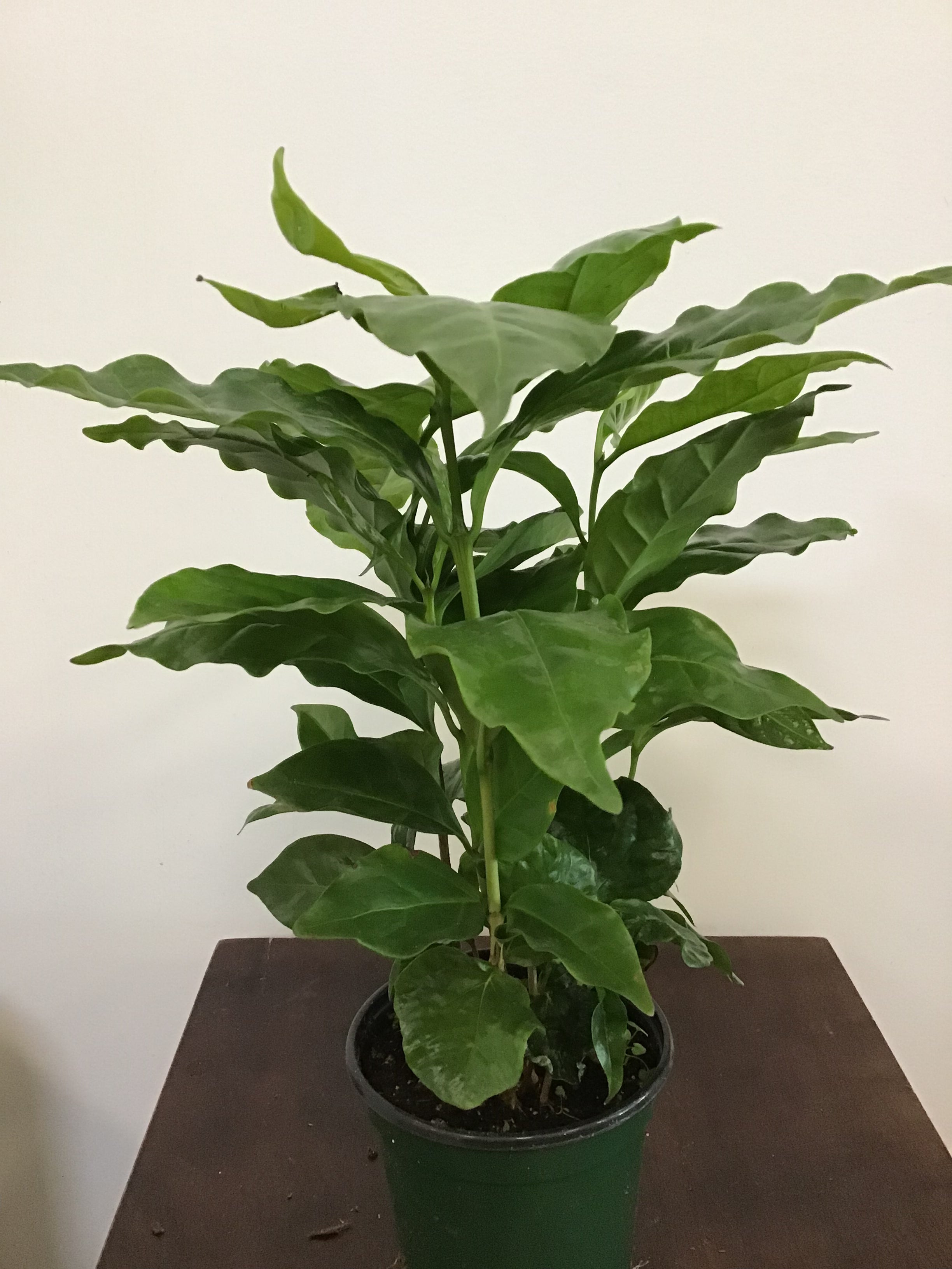 Coffee Plant