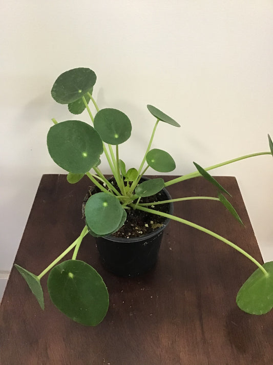 4” Pilea Pancake