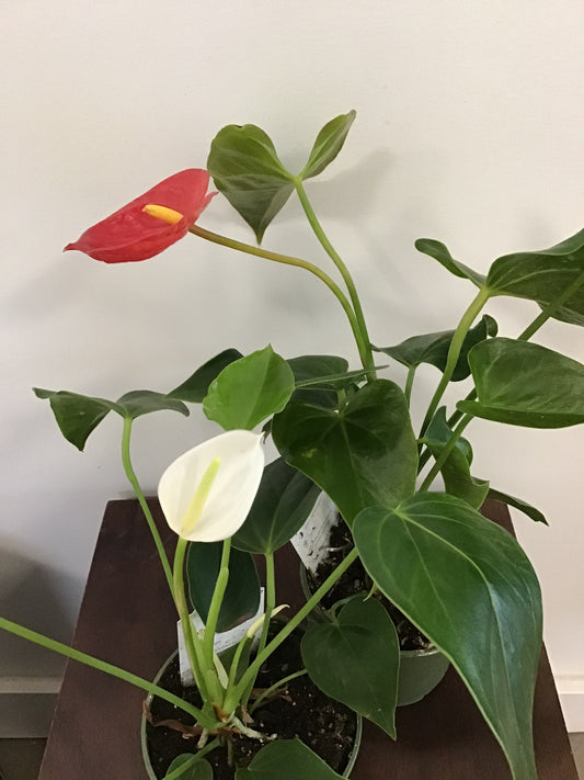 Anthurium